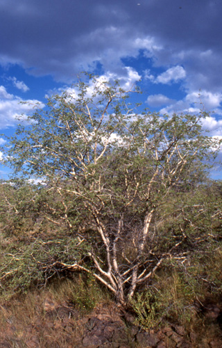 Acacia erubescens,  Farm Kuduberg, Namibia  13.3.03