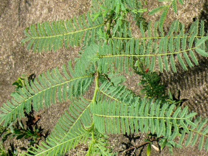 Leaves of Acacia arenaria. 5.2.2007, Greenhouse of the Bot. Garden, Nelspruit, South Africa